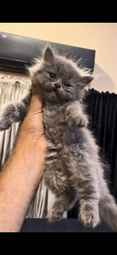 persian gray kitten for sale
