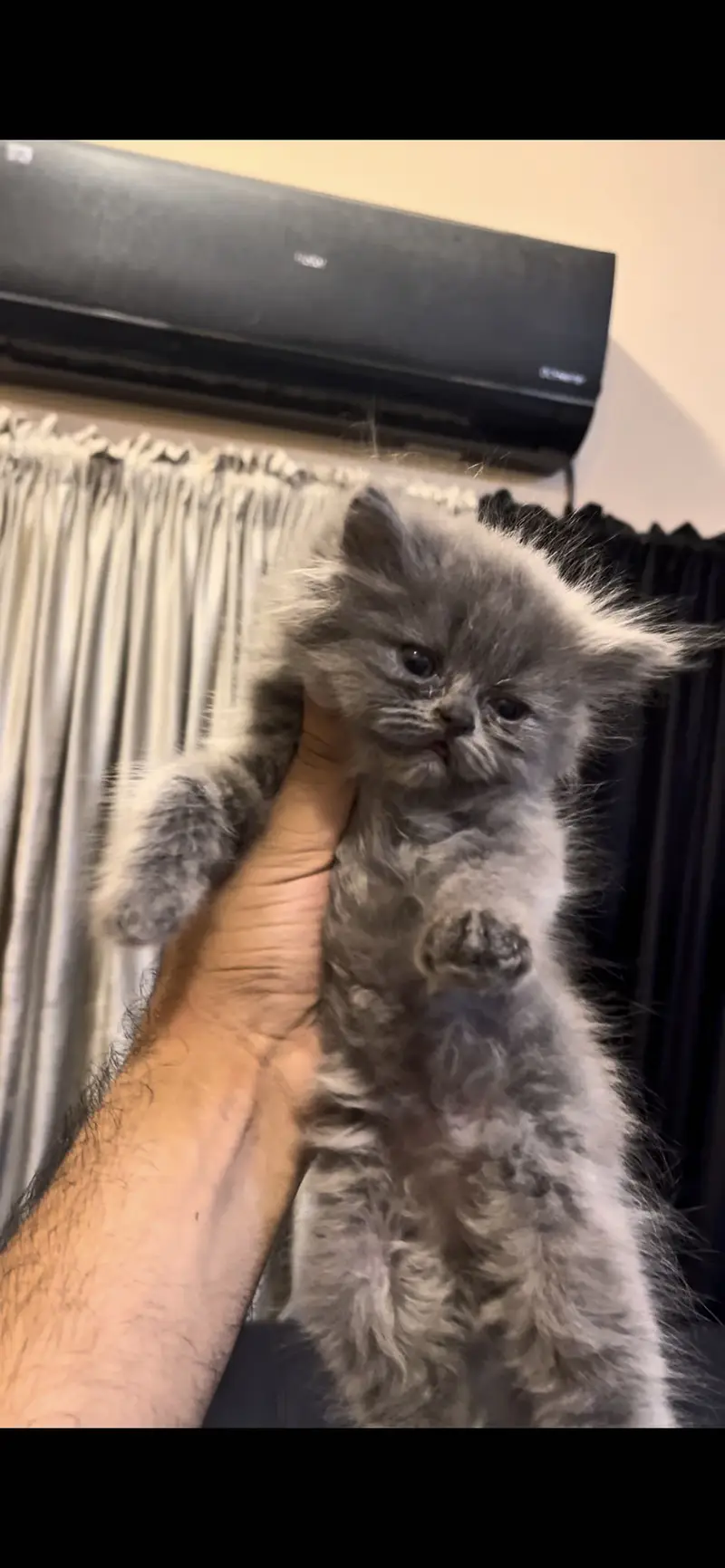 persian gray kitten for sale — photo 2