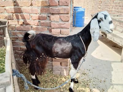 2 Dant (dondi) Bakri for Sale near Rasheedabad Chowk Multan