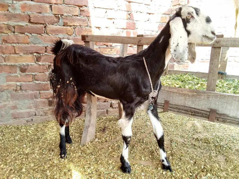 2 Dant (dondi) Bakri for Sale near Rasheedabad Chowk Multan — photo 2