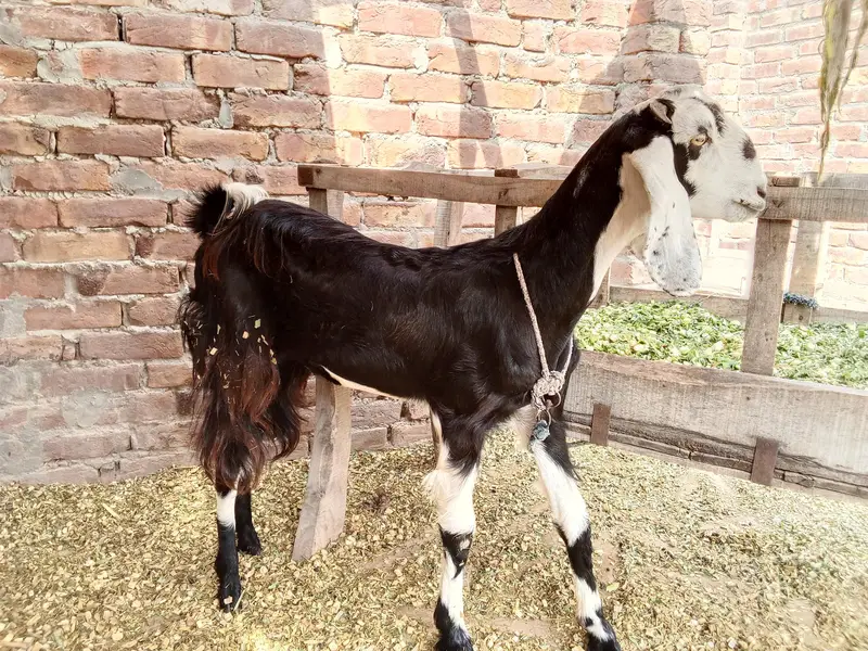 2 Dant (dondi) Bakri for Sale near Rasheedabad Chowk Multan — photo 3