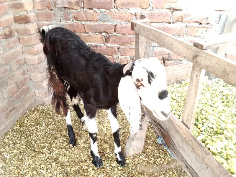 2 Dant (dondi) Bakri for Sale near Rasheedabad Chowk Multan — photo 4