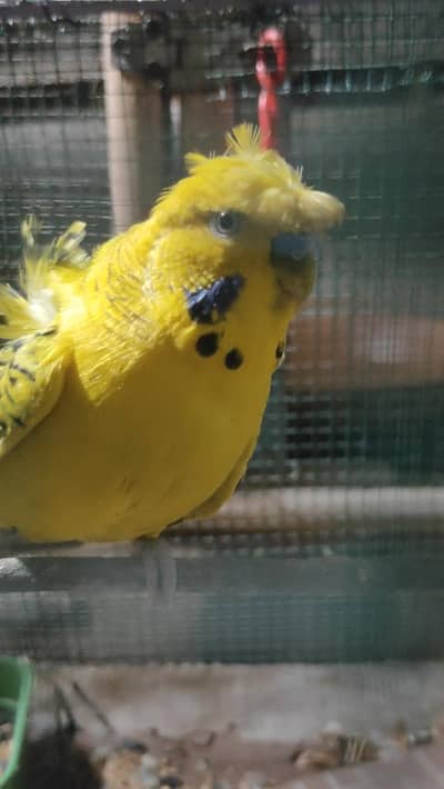 TCB Hogoromo double flower.  Budgies Hogo single flower males