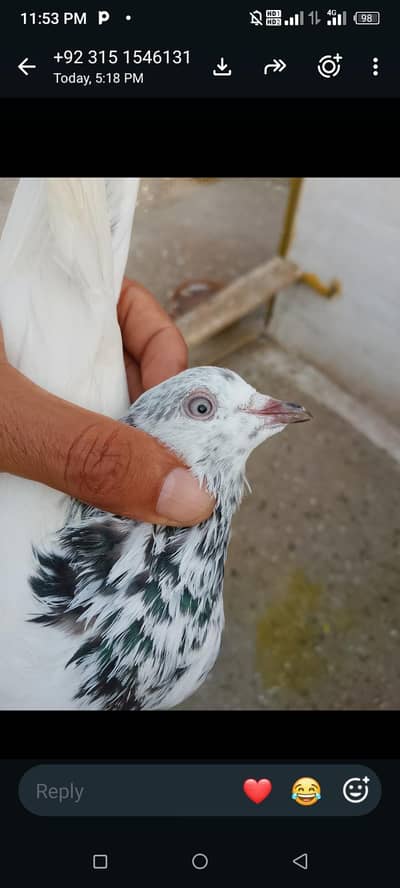 Sialkoti pogion for sale