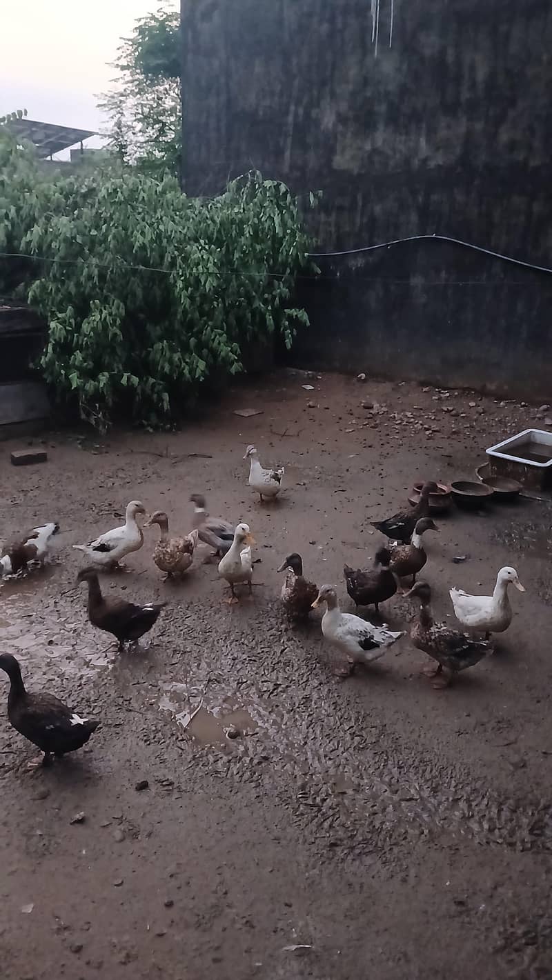 Ducks and Ducks Egg 1