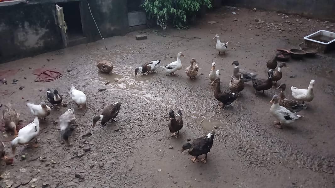 Ducks and Ducks Egg 2
