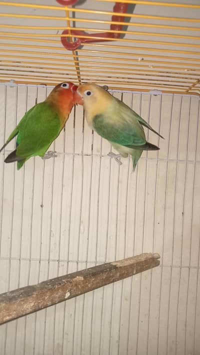 beautiful healthy pair 03017974350