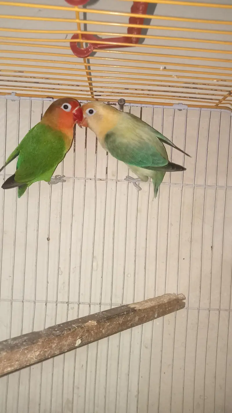 beautiful healthy pair 03017974350 — photo 2
