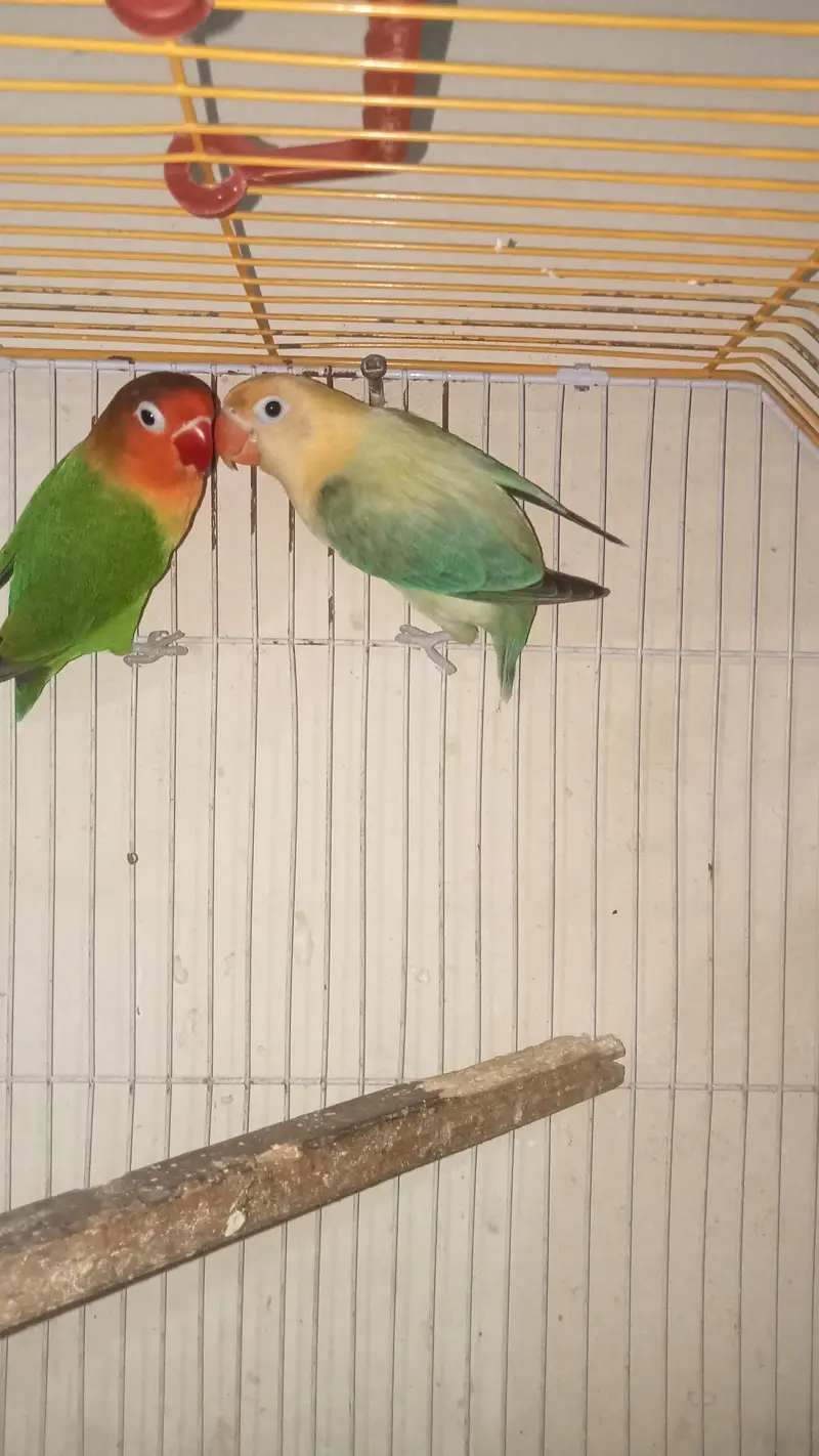 beautiful healthy pair 03017974350 — photo 3