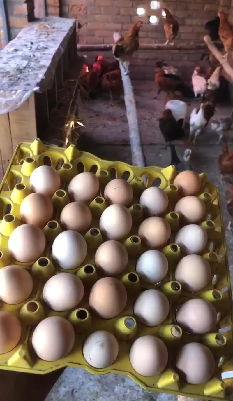 Desi eggs (03444608899) — photo 4