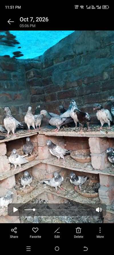 Golden teddy zeeraa breeder pigeons for sale