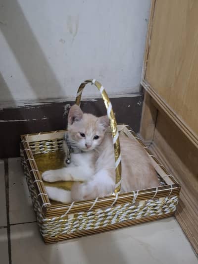 Single Coat Persian Kitten