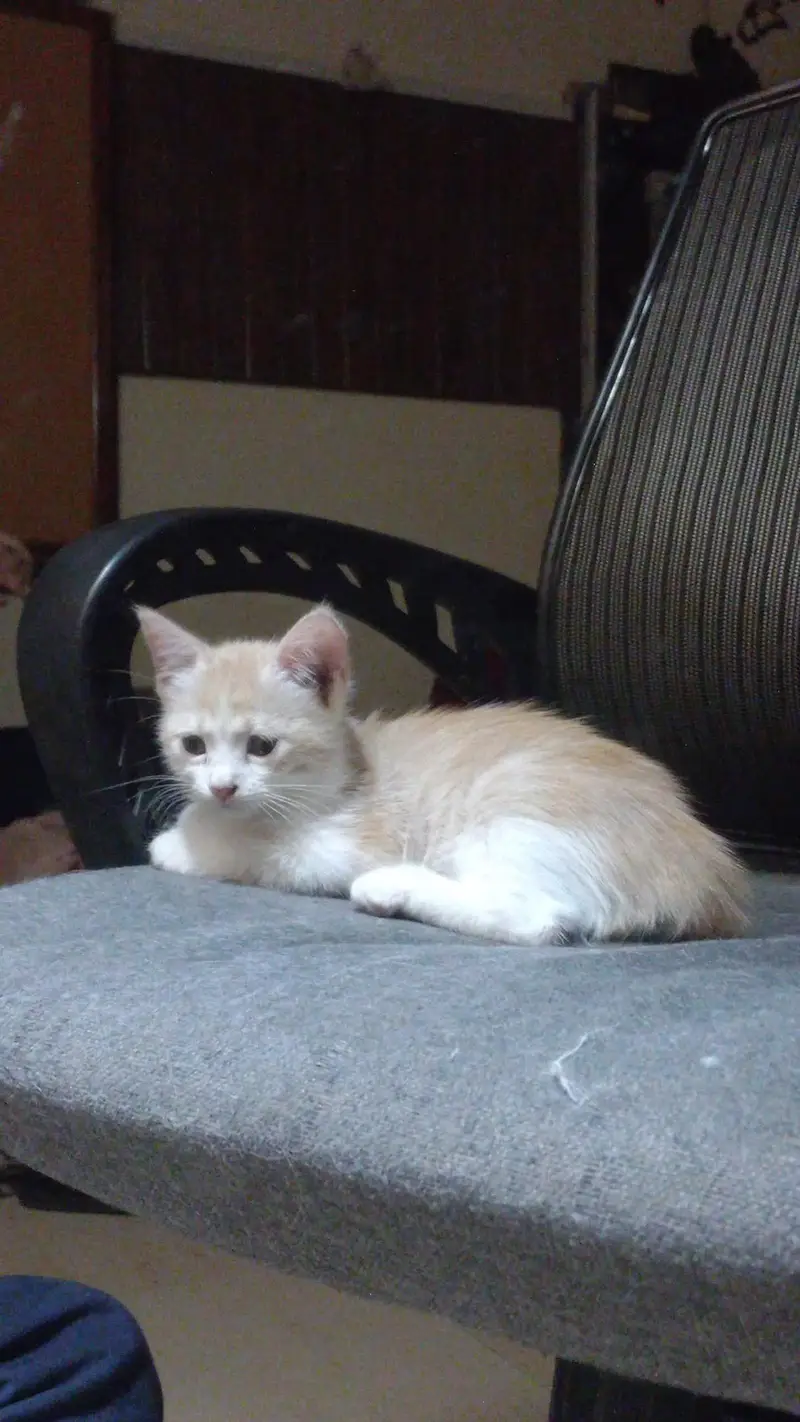 Single Coat Persian Kitten — photo 3
