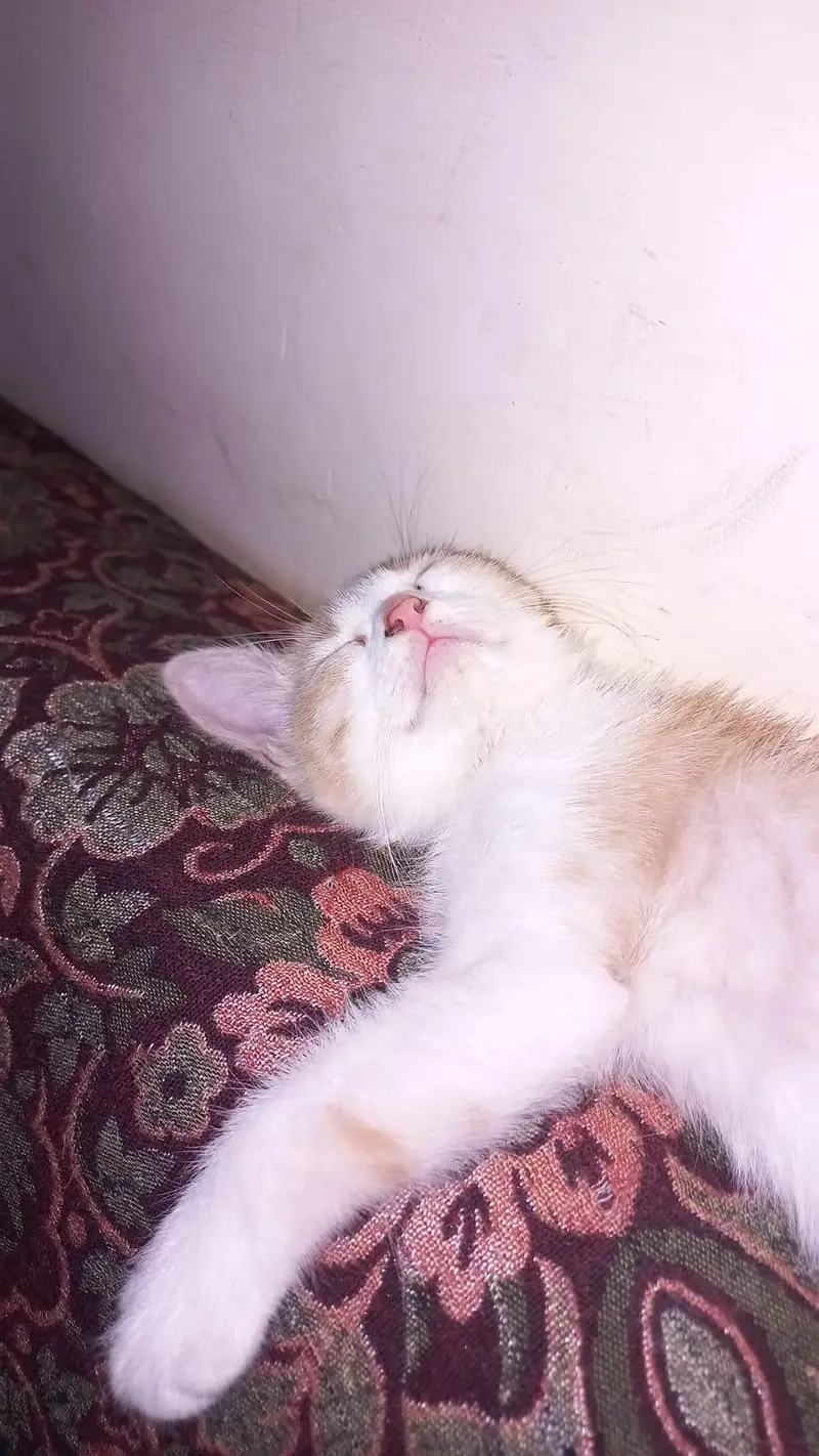 Single Coat Persian Kitten — photo 4