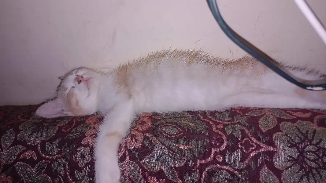 Single Coat Persian Kitten — photo 5