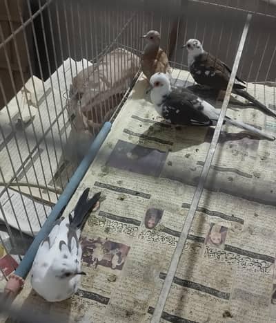 Pide Doves for sale 1500