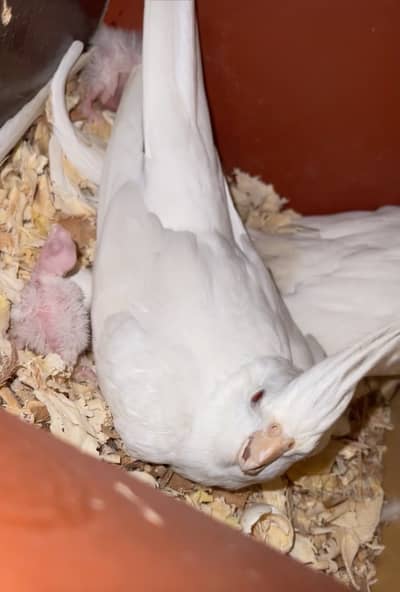 Cockatiel Pairs