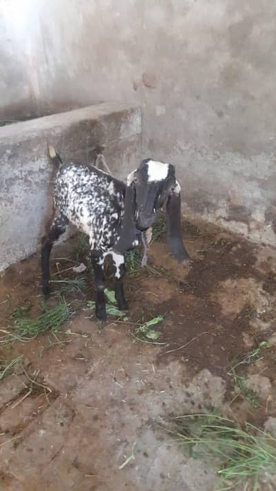 beetal makhi chini