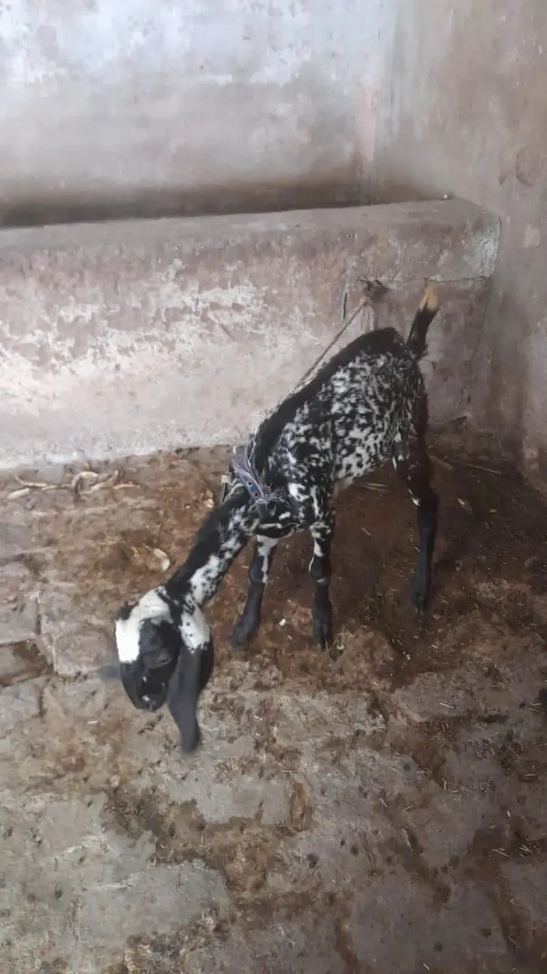 beetal makhi chini — photo 2