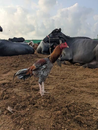 aseel murgah breeder