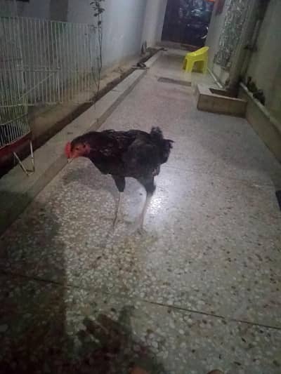 home raised aseel pair for sale