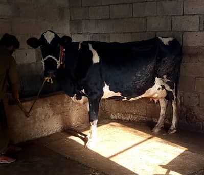 Friesian Jersey cross cow + Milking machine