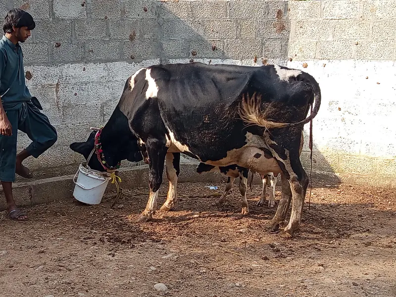 Friesian Jersey cross cow + Milking machine — photo 2
