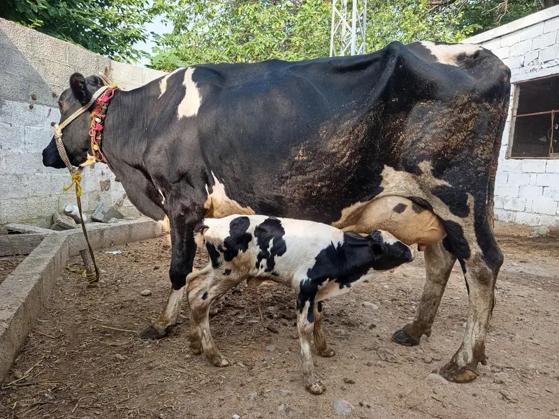 Friesian Jersey cross cow + Milking machine — photo 3