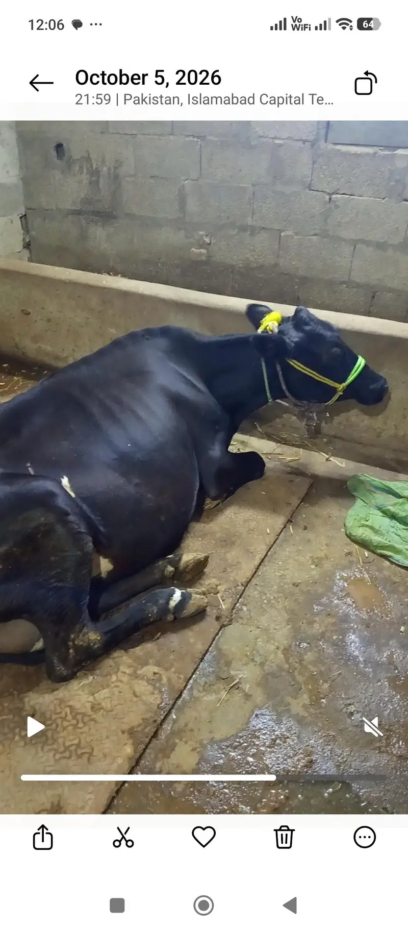 Friesian Jersey cross cow + Milking machine — photo 4