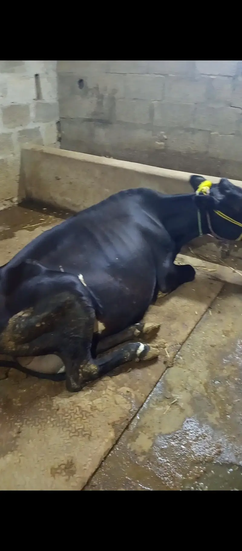 Friesian Jersey cross cow + Milking machine — photo 5
