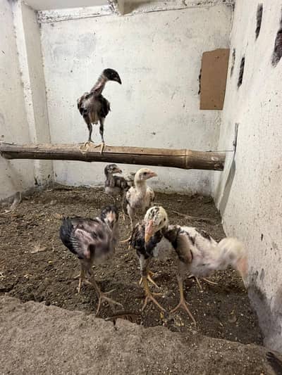 kamaliya breed chicks only 4 pice