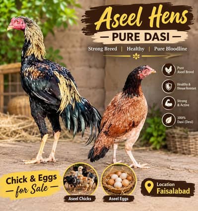 pure aseel