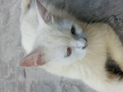 Pure White Persian Female_6 Months Old_Vaccinated_Lahore