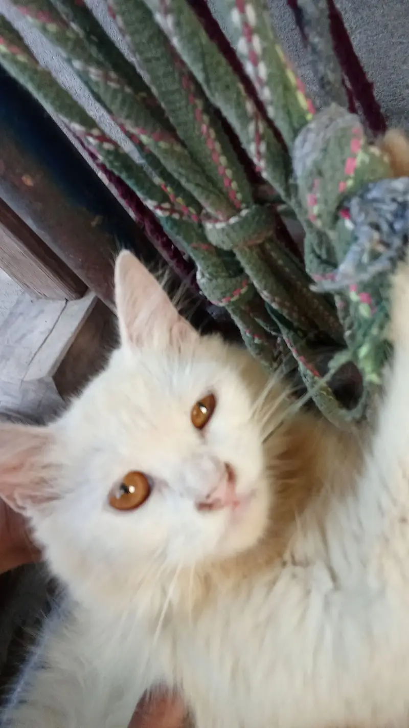 Pure White Persian Female_6 Months Old_Vaccinated_Lahore — photo 2