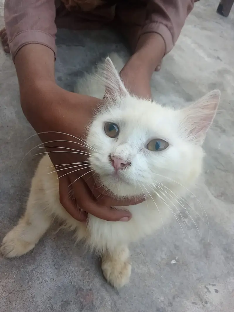 Pure White Persian Female_6 Months Old_Vaccinated_Lahore — photo 3