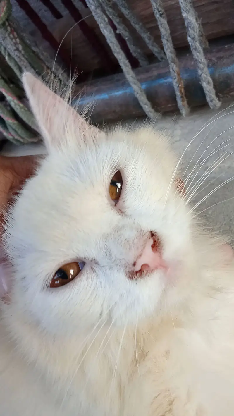 Pure White Persian Female_6 Months Old_Vaccinated_Lahore — photo 4