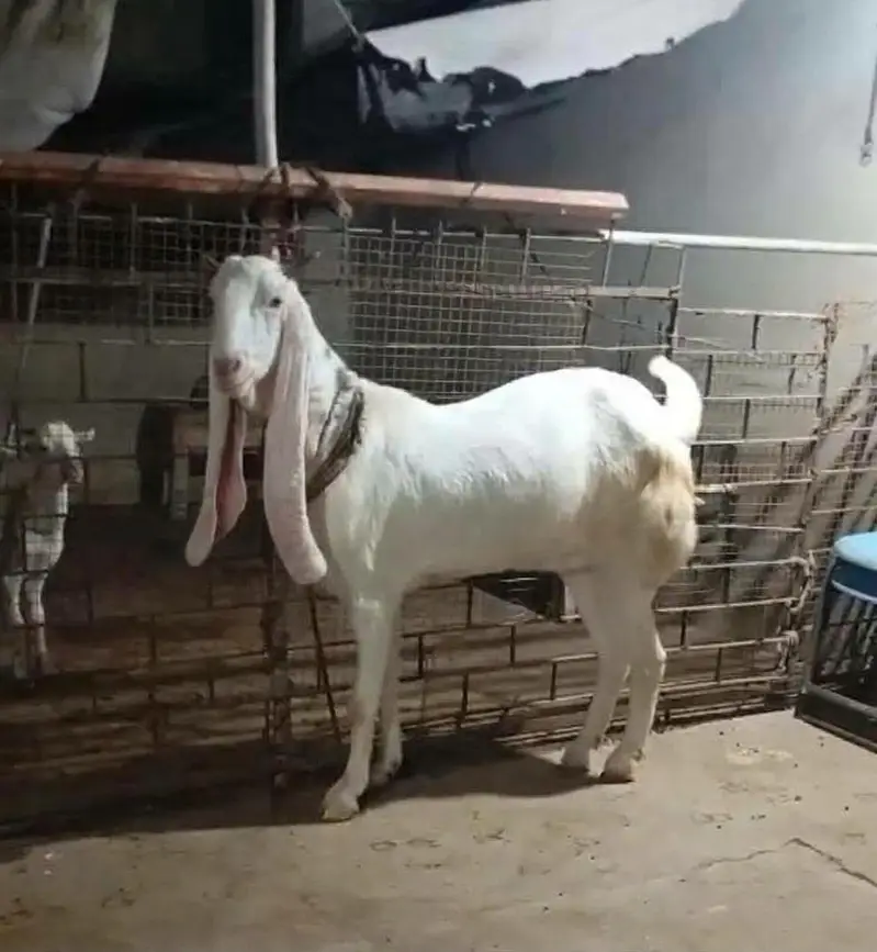 high qualitygulabi goat available patt