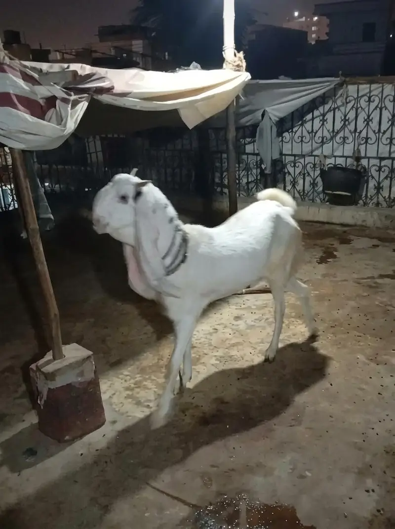 high qualitygulabi goat available patt — photo 2