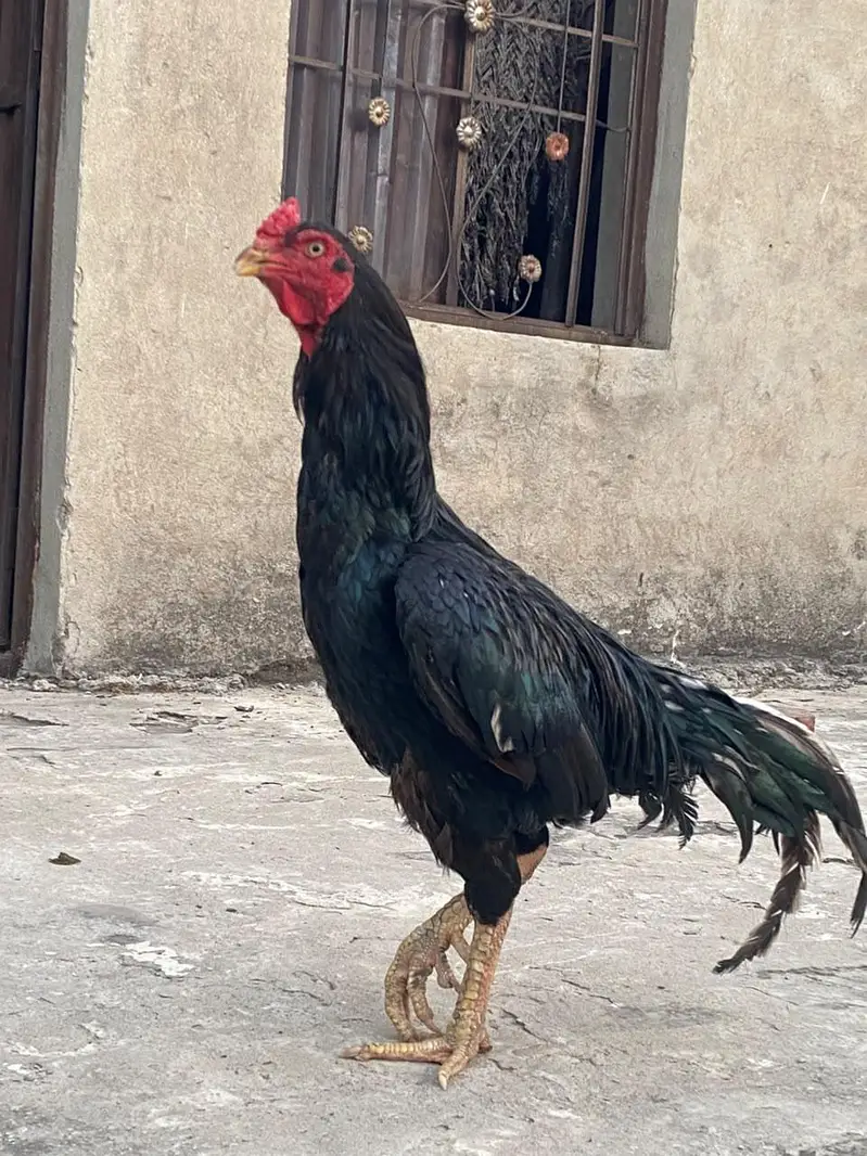 aseel murga — photo 2
