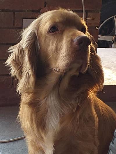 Cocker Spaniels (Pair) 85,000 each. Fixed price