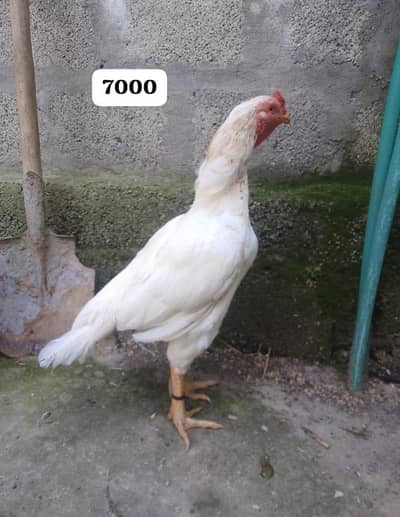 Heera Male