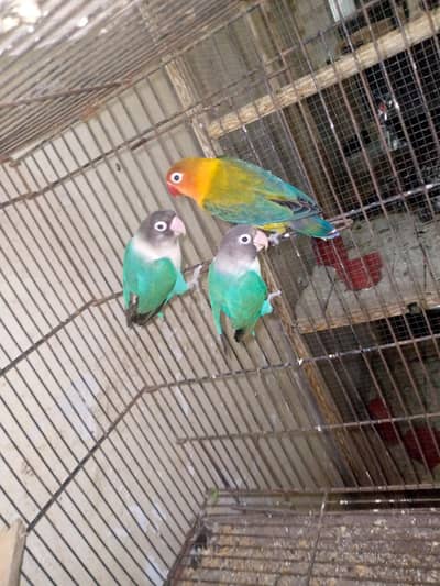 some love bird budgies and ringneck available