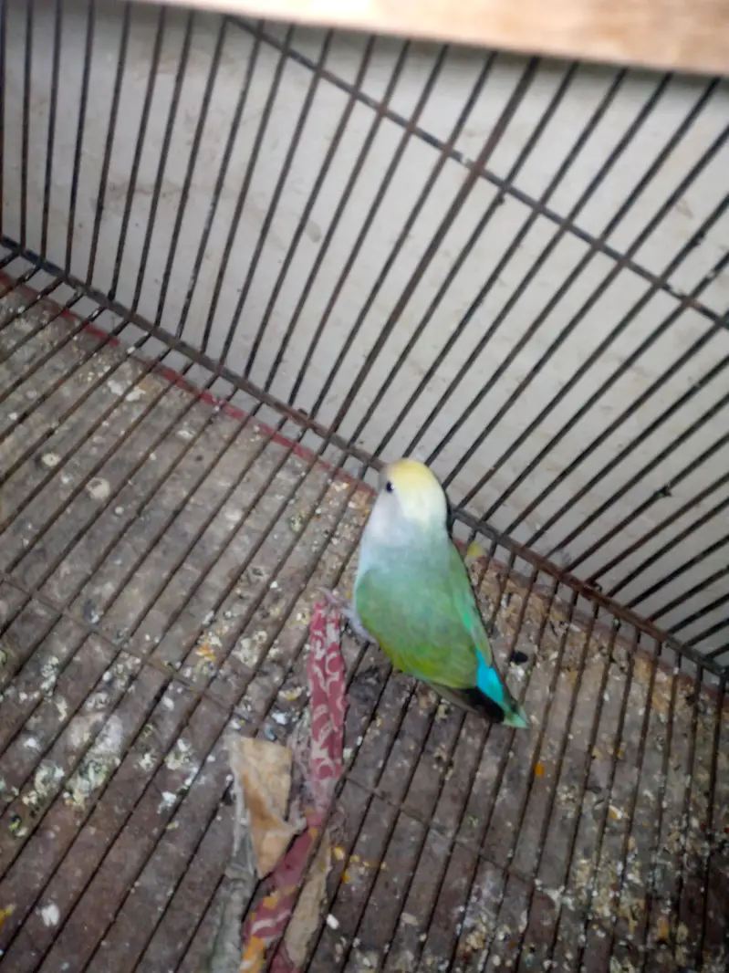 some love bird budgies and ringneck available — photo 2
