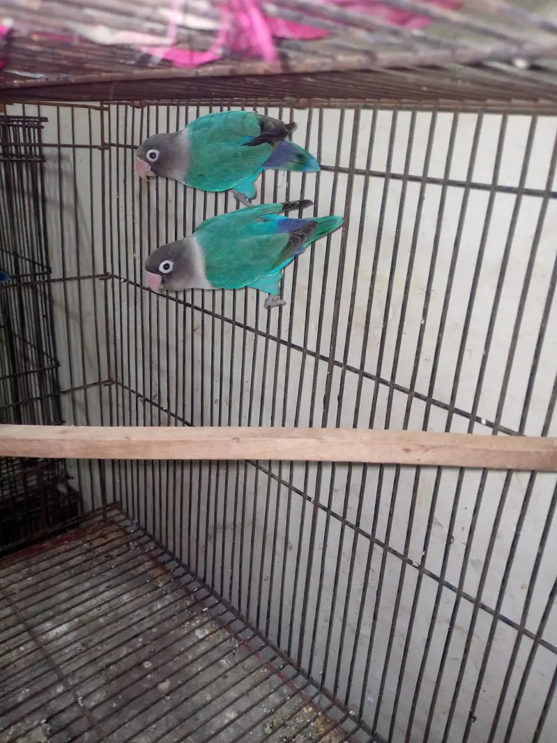 some love bird budgies and ringneck available — photo 3