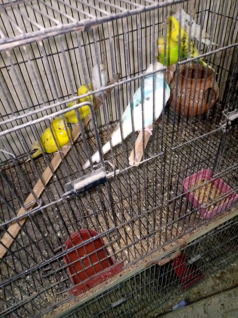 some love bird budgies and ringneck available — photo 4