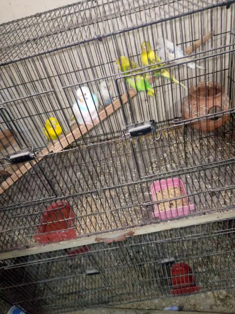 some love bird budgies and ringneck available — photo 5