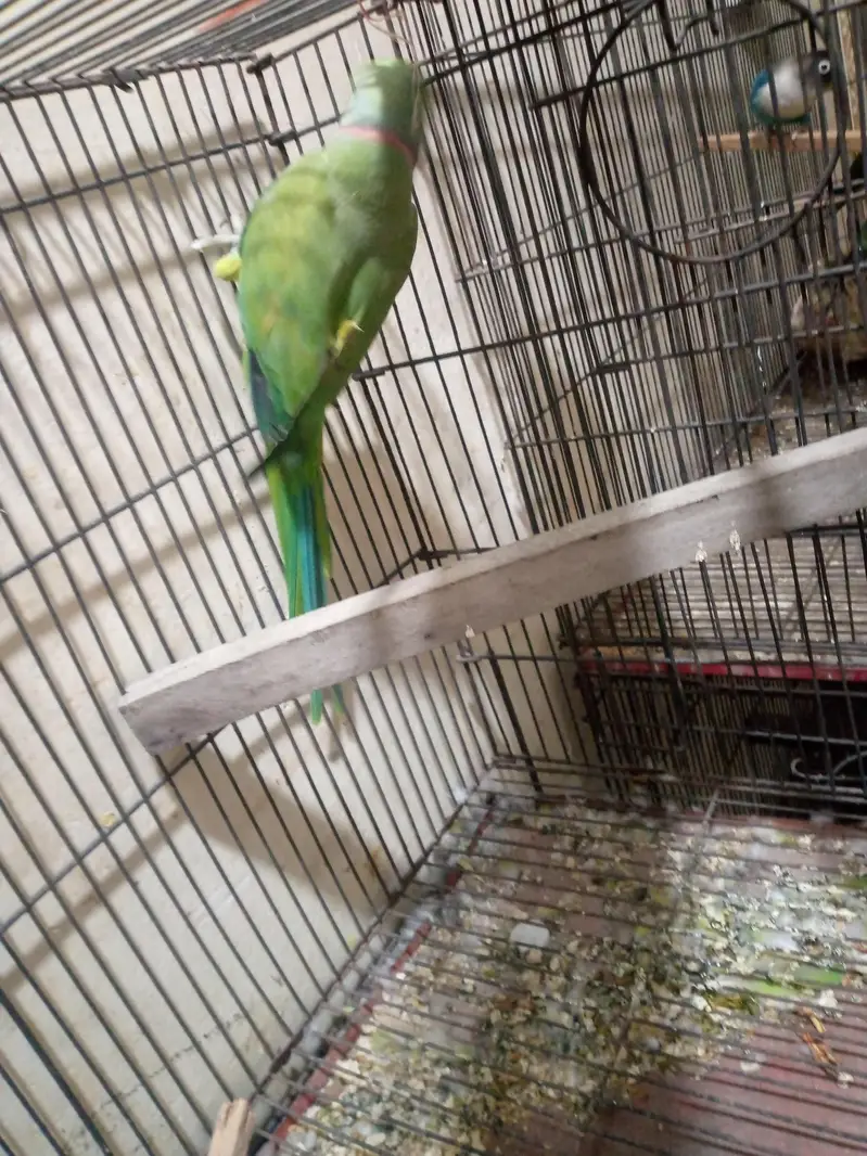 some love bird budgies and ringneck available — photo 6