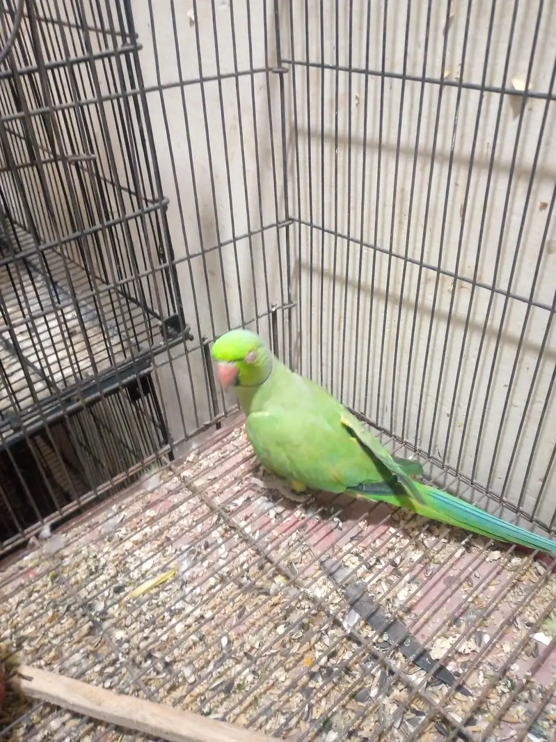 some love bird budgies and ringneck available — photo 7