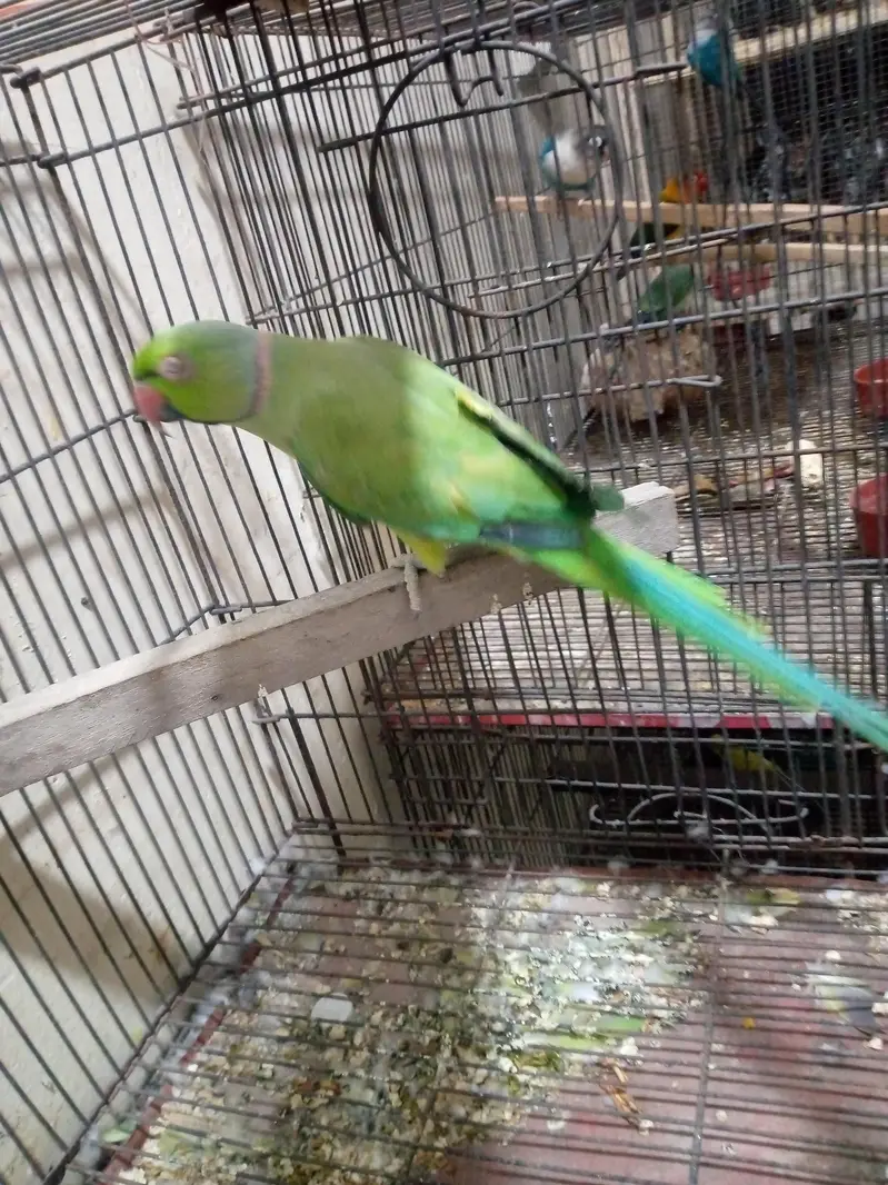 some love bird budgies and ringneck available — photo 8