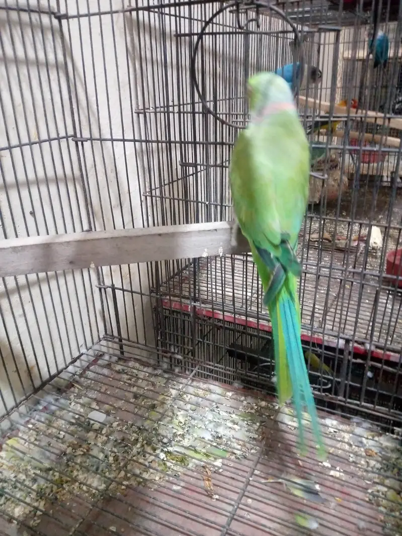 some love bird budgies and ringneck available — photo 9